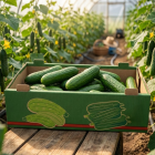 Agricultural Cartons - Cucumber