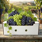 Agricultural Cartons - Grapes 5 kg