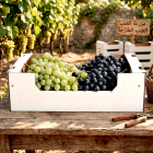 Grapes 10 kg